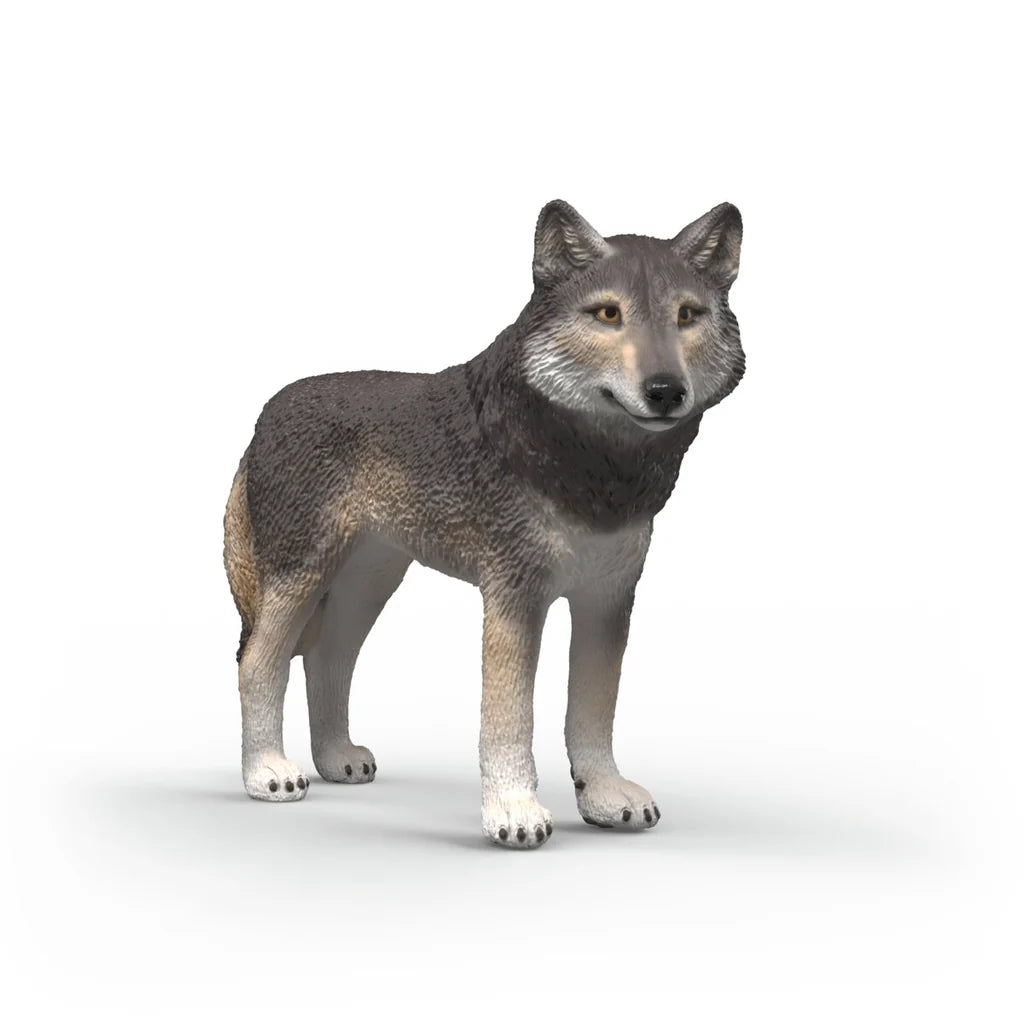 Scheich American Wolf