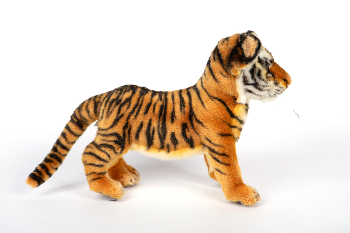 Hansa Tiger Standing