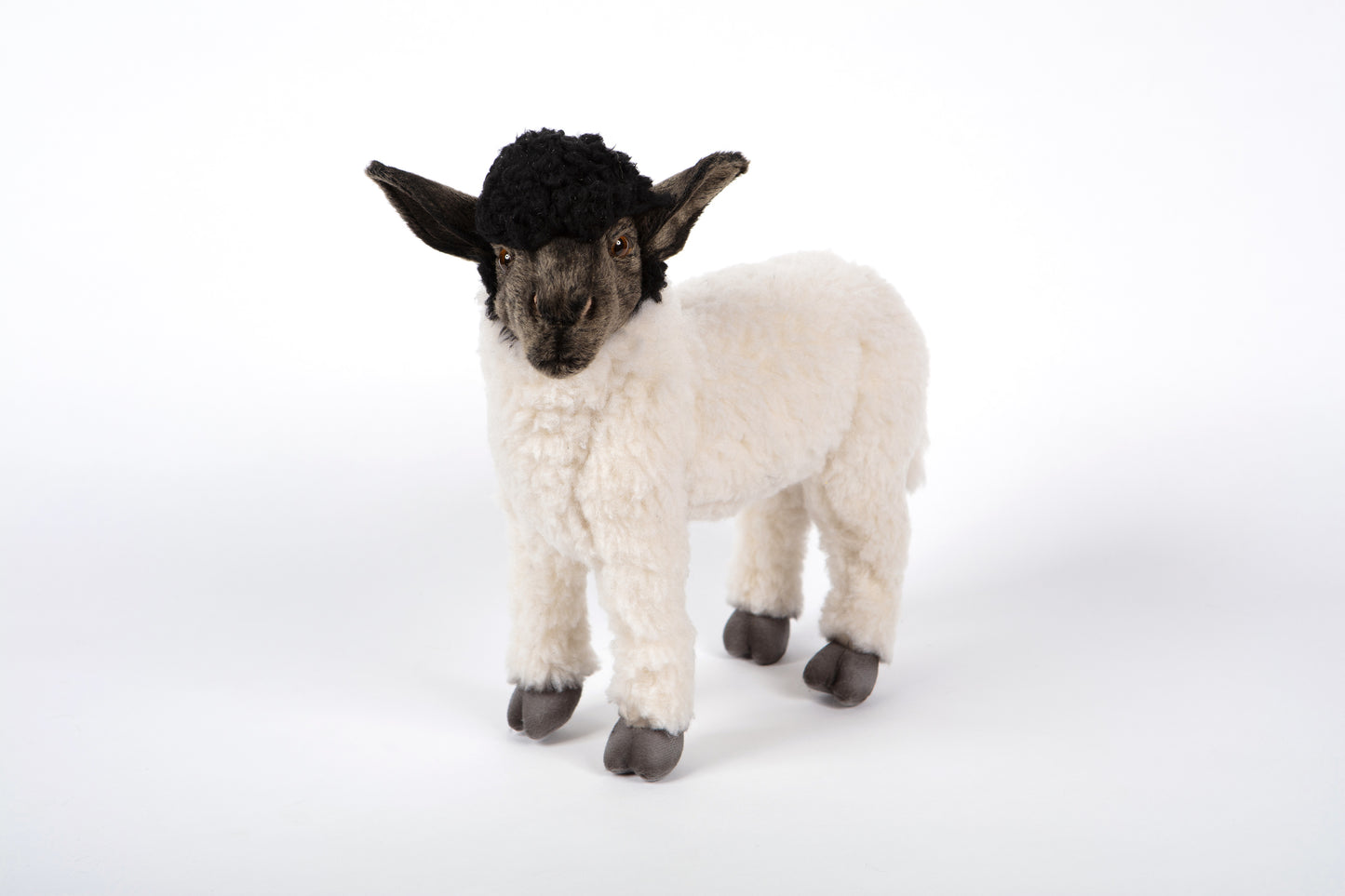 Hansa Suffolk Sheep Standing