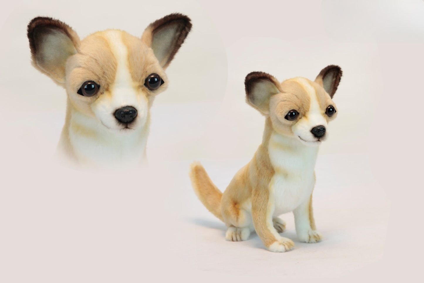 Hansa Chihuahua Sitting