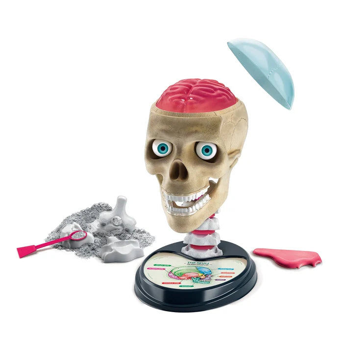Clementoni  Crazy Anatomy