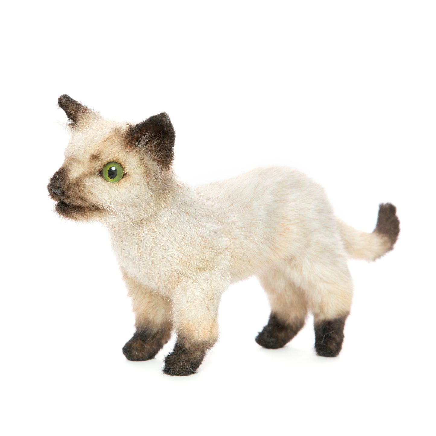 Hansa Siamese Kitten