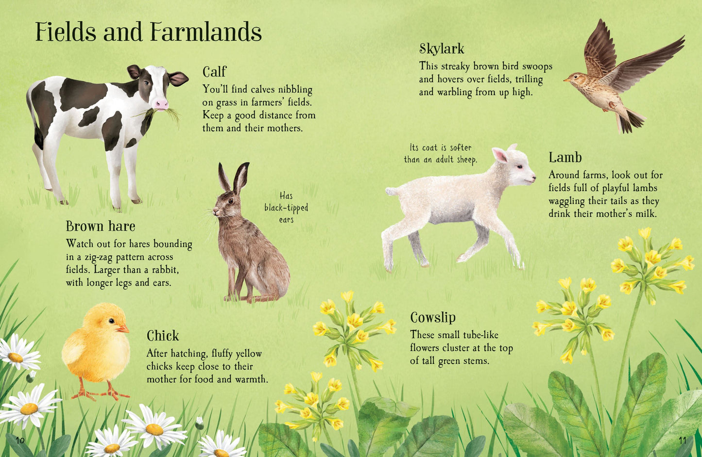 Usborne Minis: Things To Spot In Springtime Book
