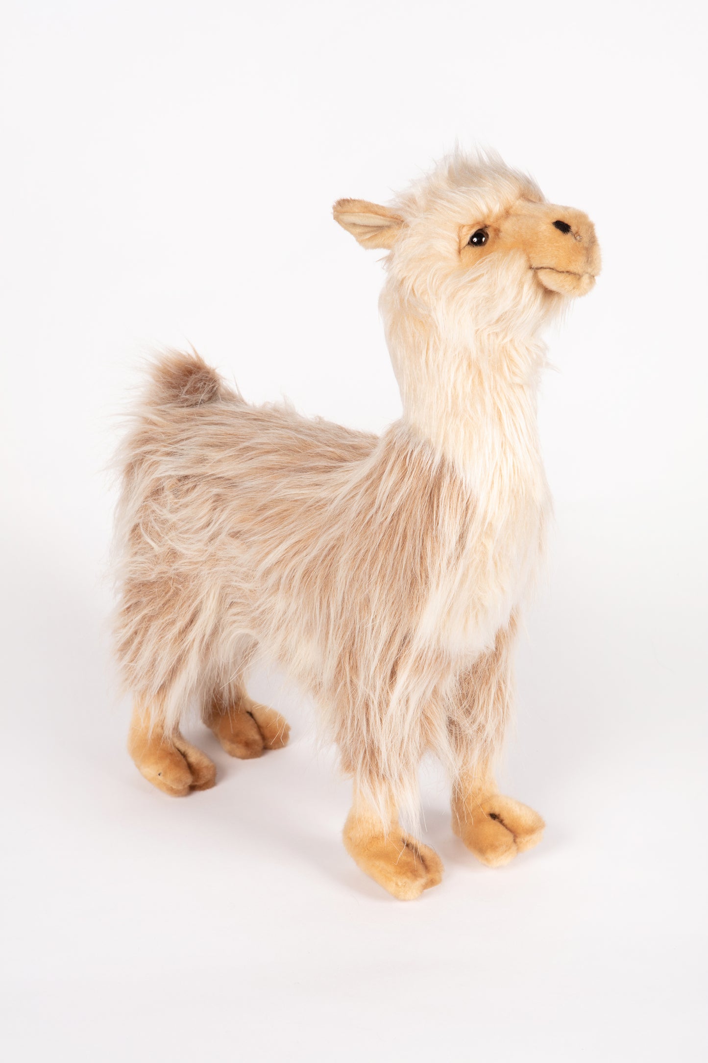 Hansa Llama Bull