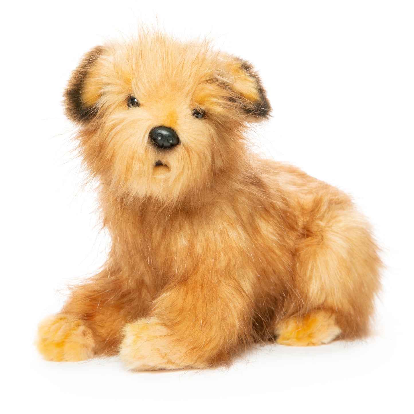 Hansa Norfolk Terrier Dog