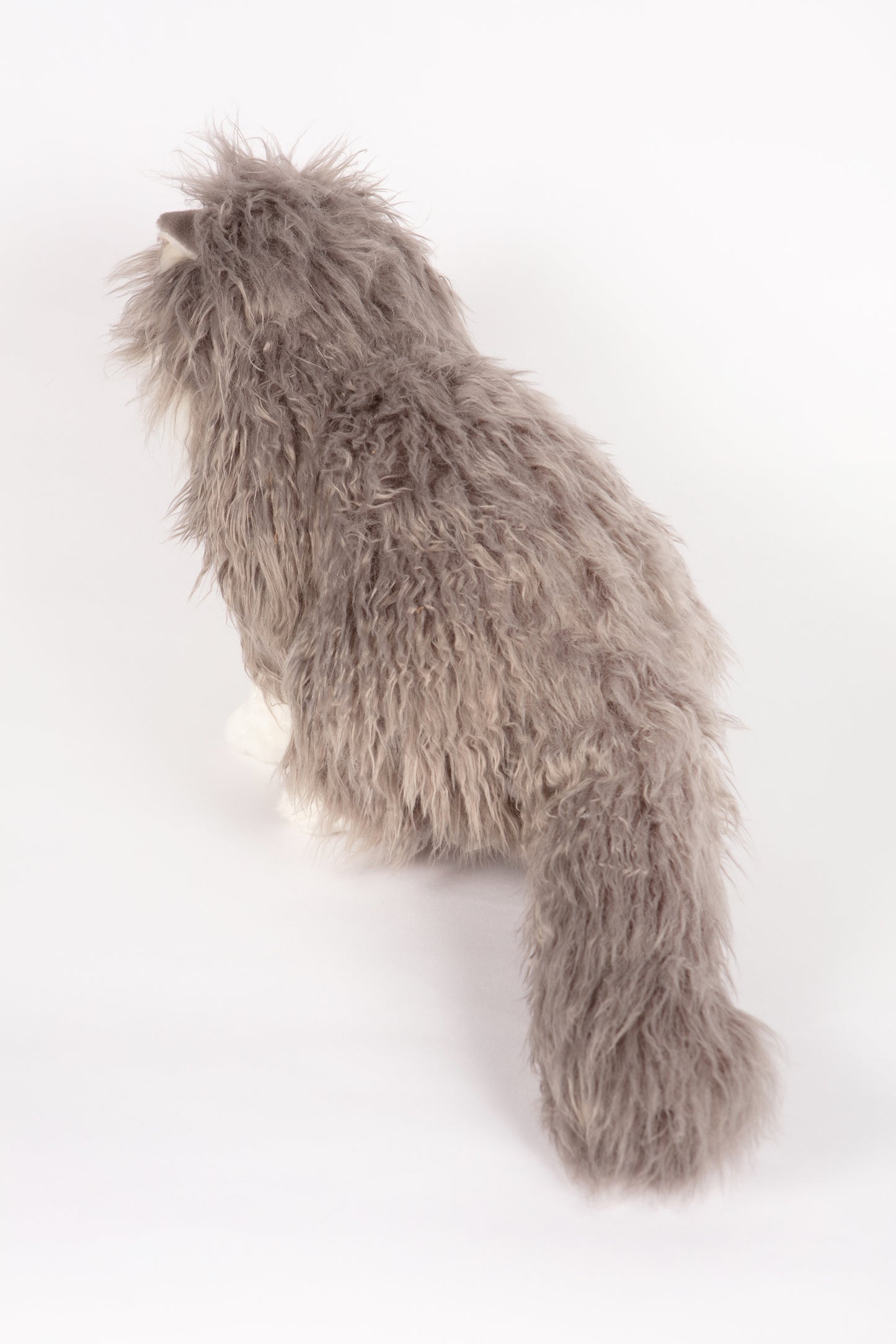 Hansa Tabby Cat