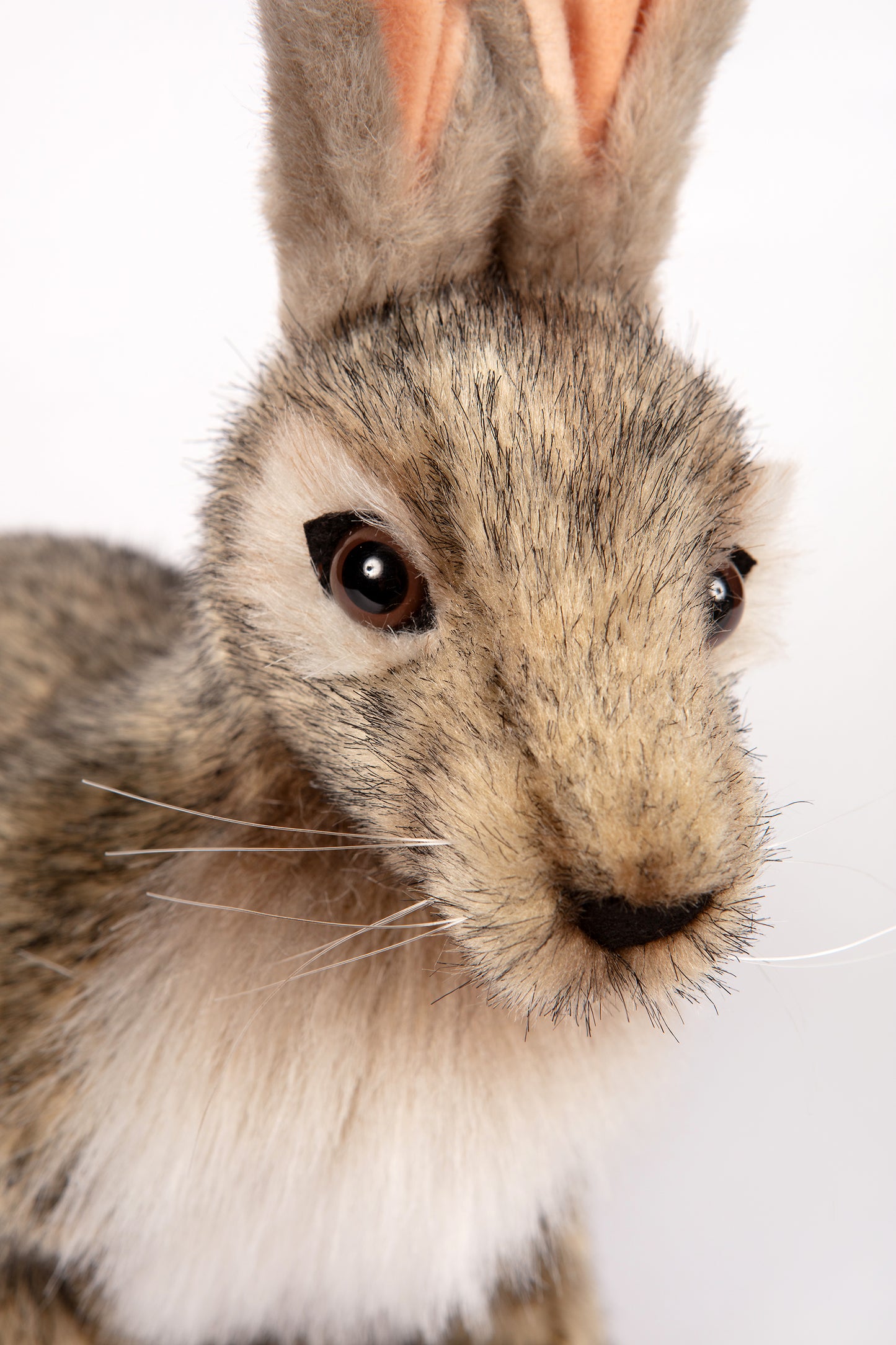 Hansa Jack Rabbit