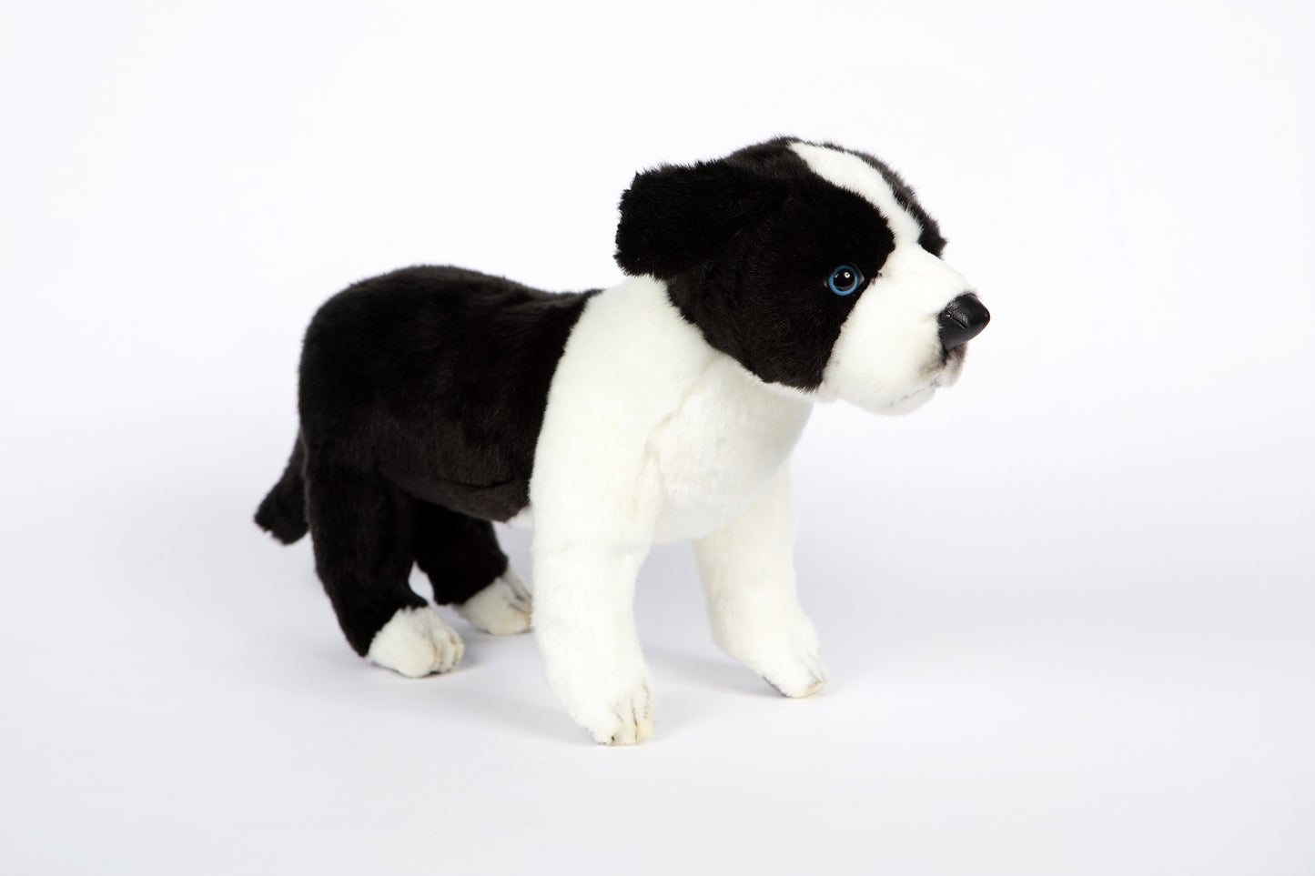 Hansa Border Collie Pup Standing