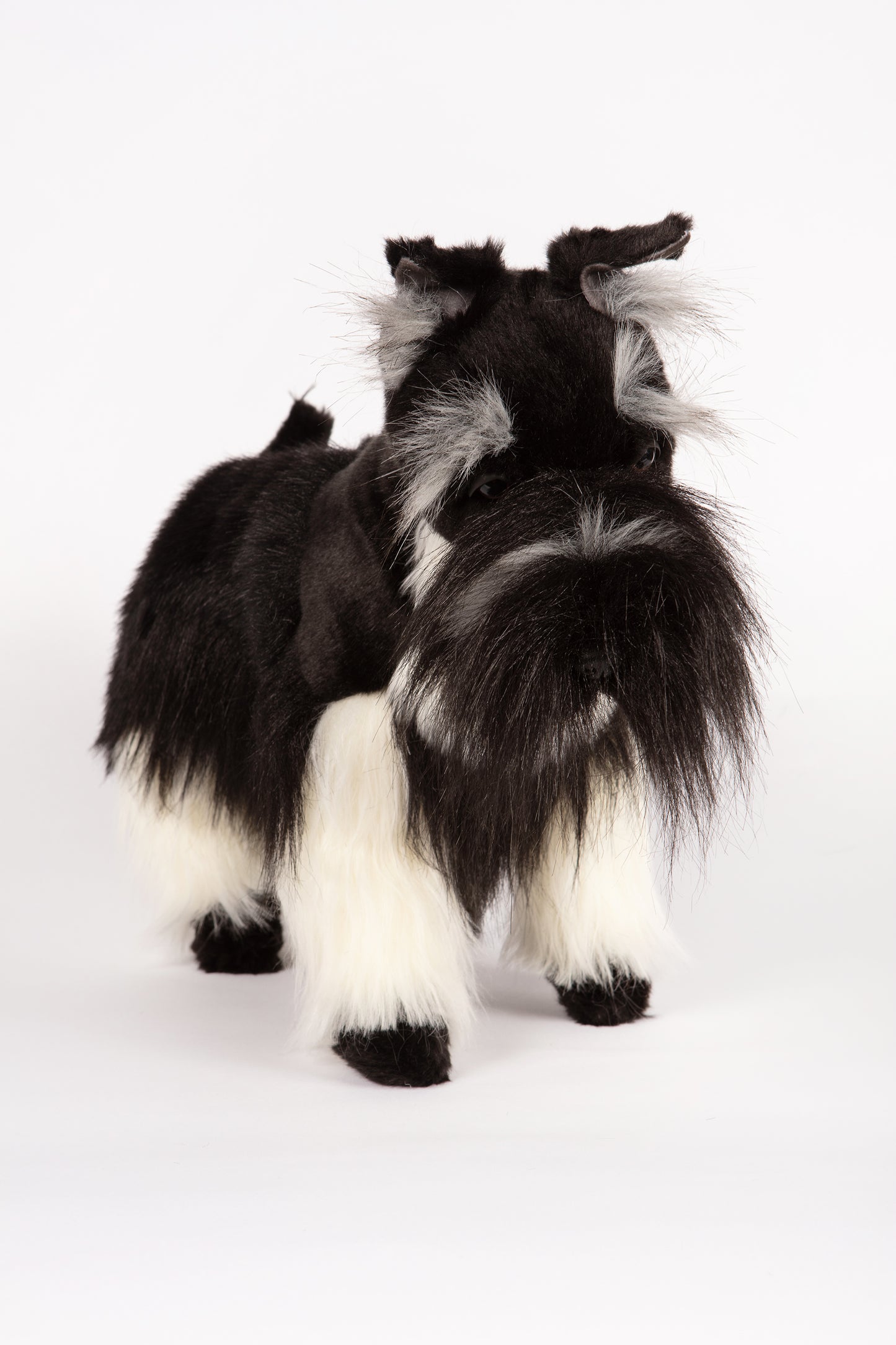Hansa Miniature Schnauzer