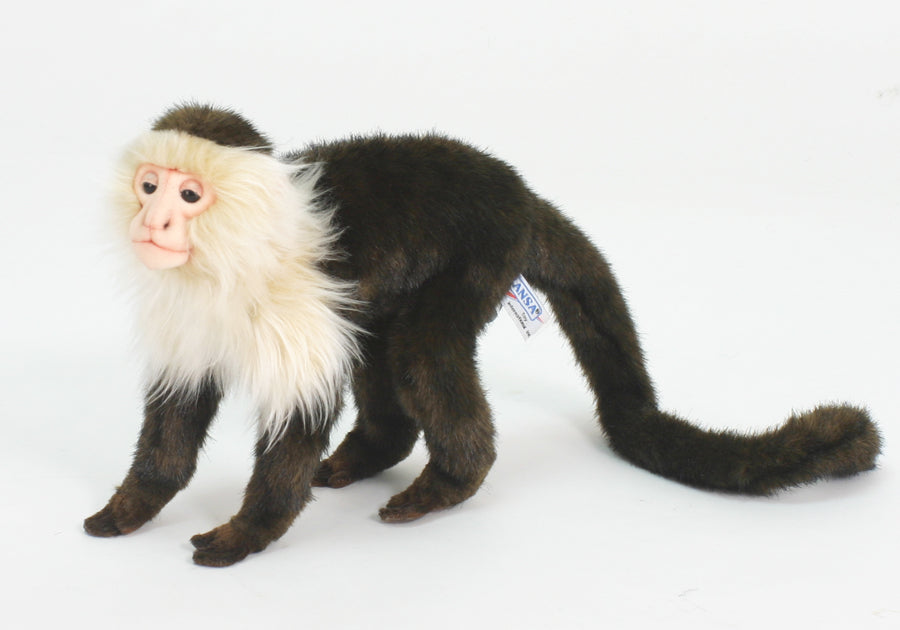 Hansa Capuchin Monkey