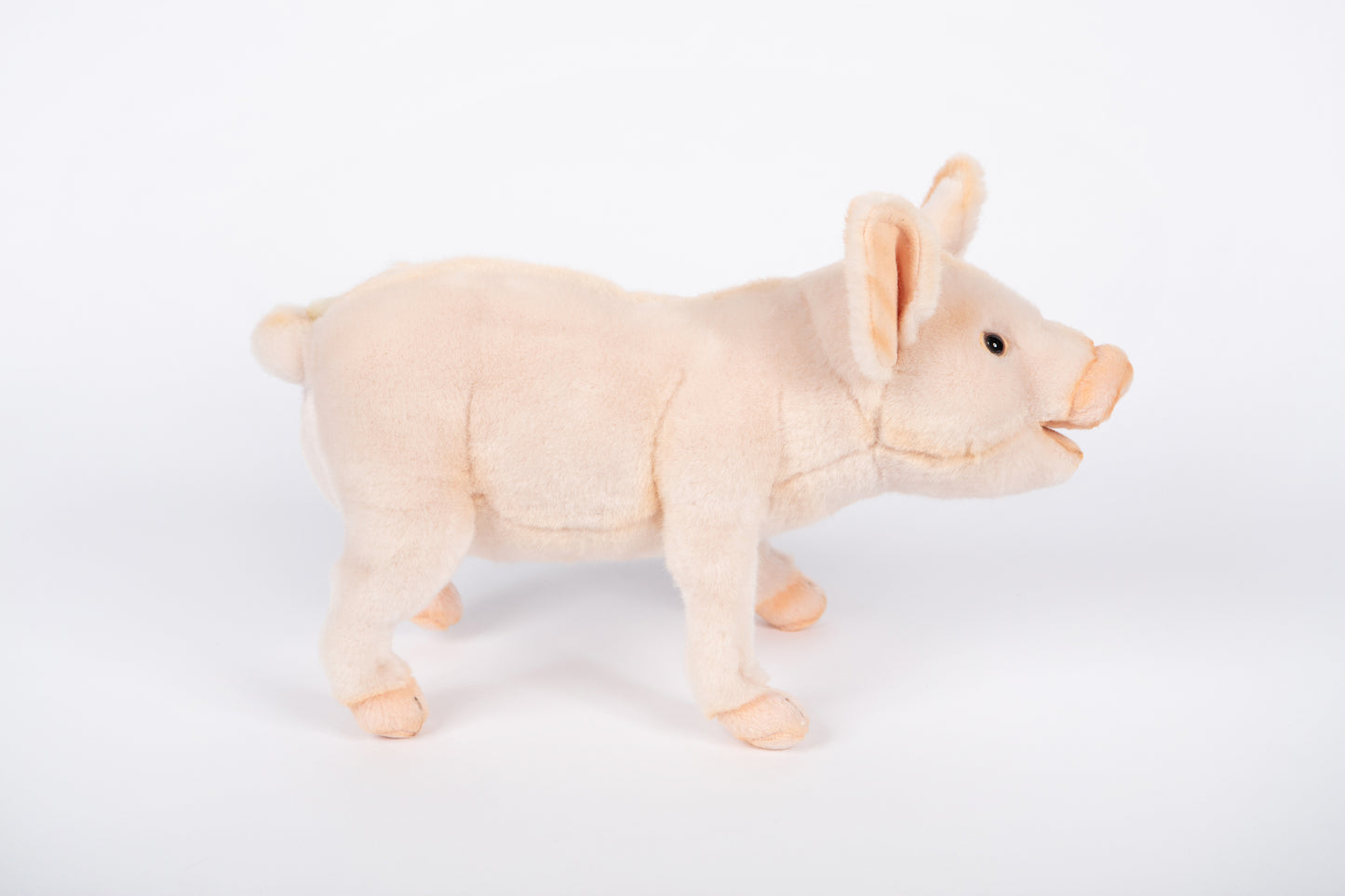 Hansa Piglet Standing