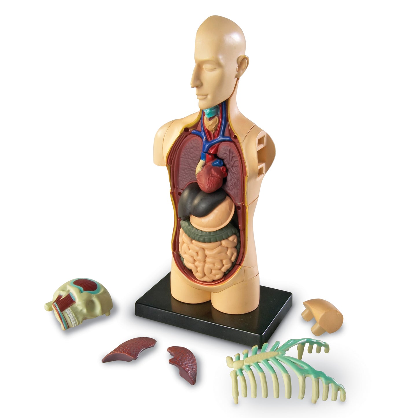 Learning Resources Human Body Anatomy Model