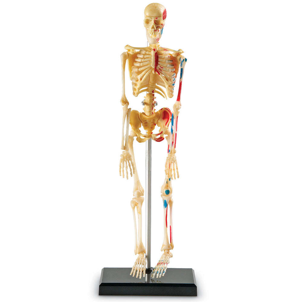 Learning Resources Skeleton Model