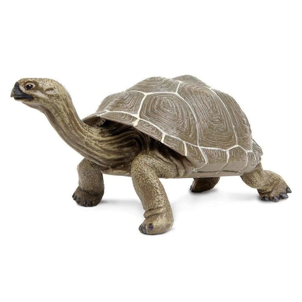 Safari Tortoise-S260729