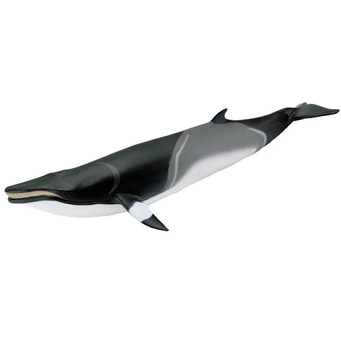 Safari Minke Whale