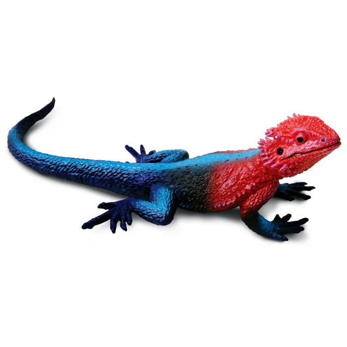 Safari Mwanza Flat-Headed Rock Agama