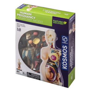 Thames & Kosmos Human Body Pregnancy Anatomy Model
