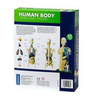 Thames & Kosmos Human Body Anatomy Model