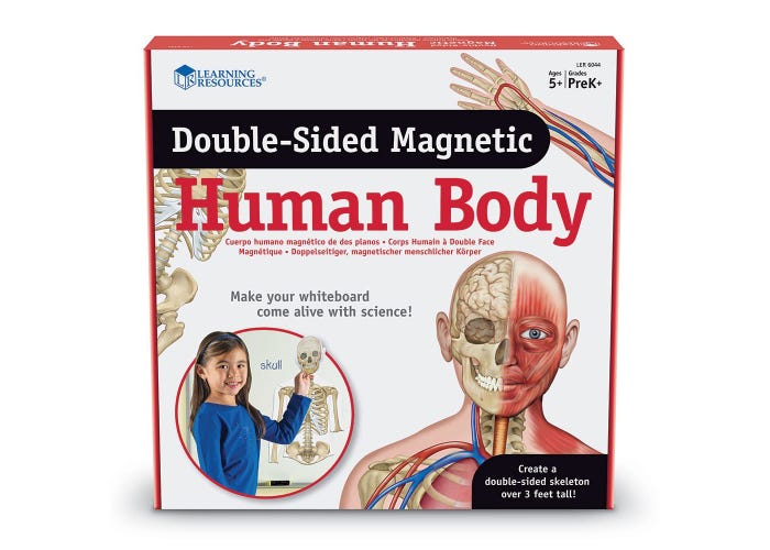 Learning Resources Double-Sided Magnetic Human Body