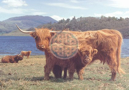 The House of Puzzles - HIGHLANDERS - 1000 piece Jigsaw