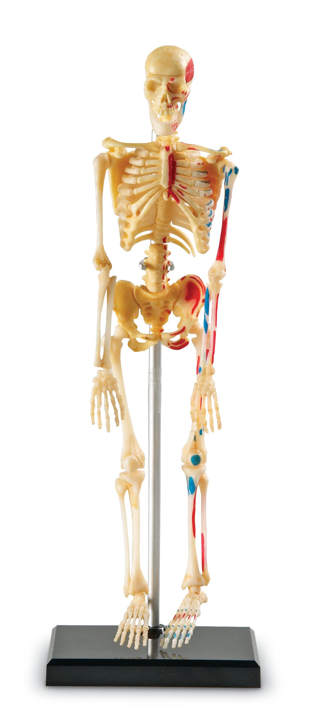 Learning Resources Skeleton Model