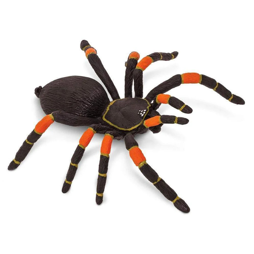 Safari Orange-kneed Tarantula