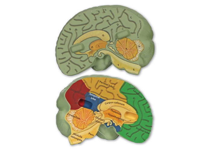Learning Resources Cross-Section Human Brain Model