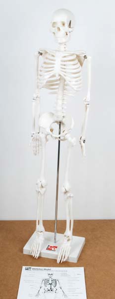 TickiT Half-Scale Skeleton