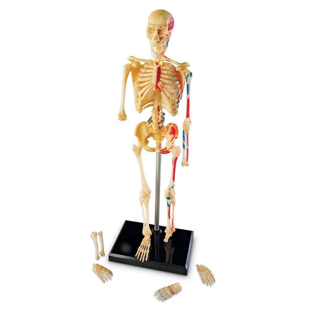 Learning Resources Skeleton Model