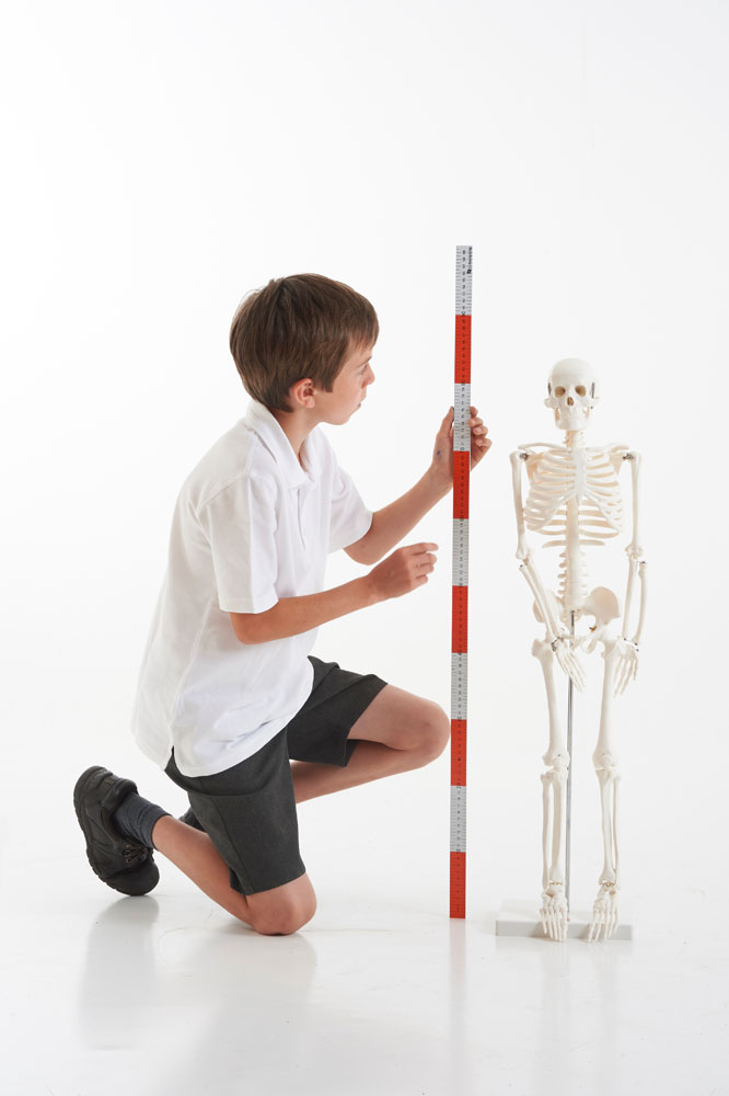 TickiT Half-Scale Skeleton