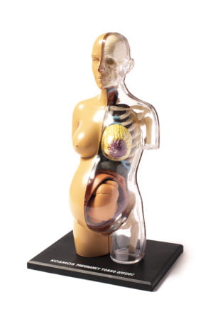 Thames & Kosmos Human Body Pregnancy Anatomy Model