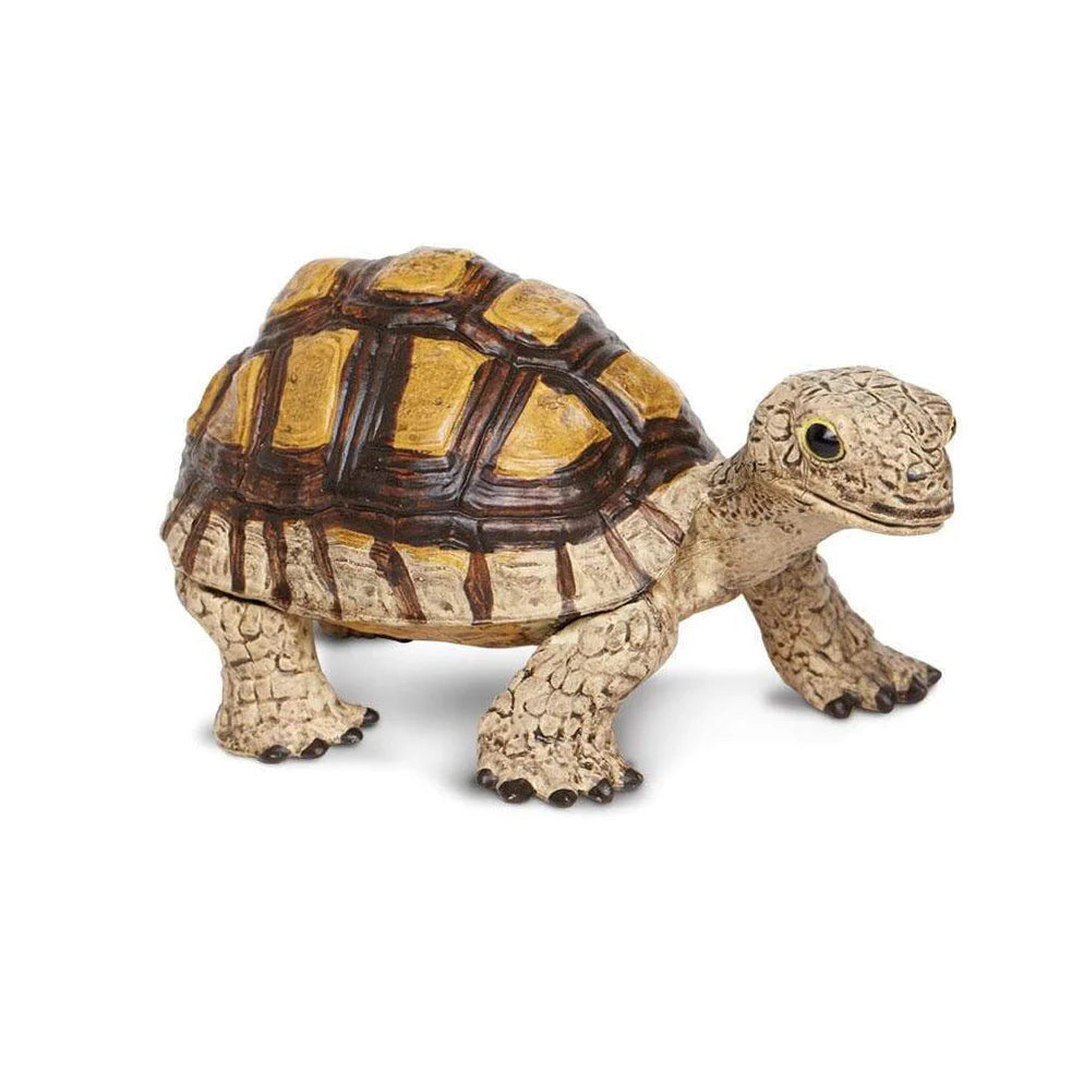 Safari Tortoise-S258629
