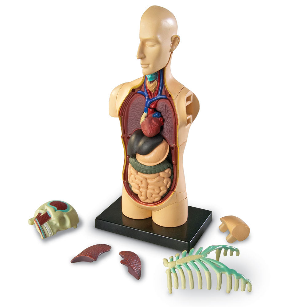Learning Resources Human Body Anatomy Model