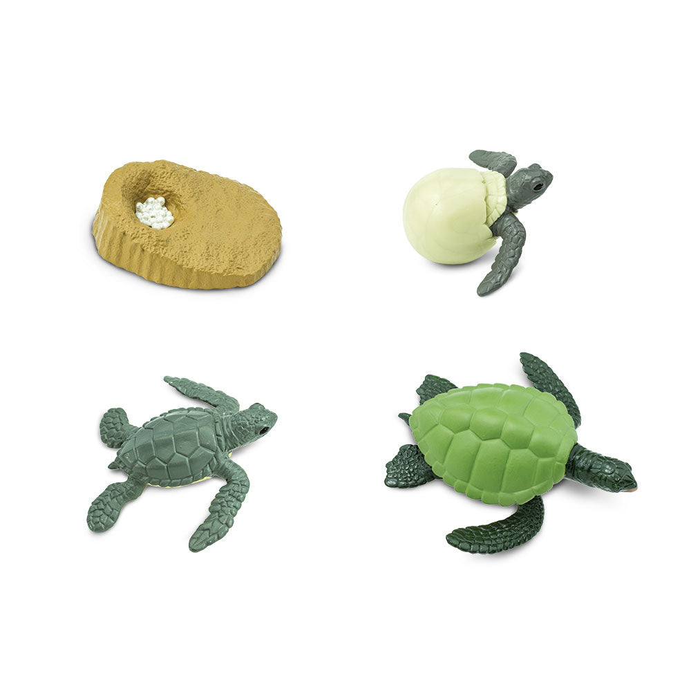 Safari Life Cycle of a Green Sea Turtle (4 Pieces)