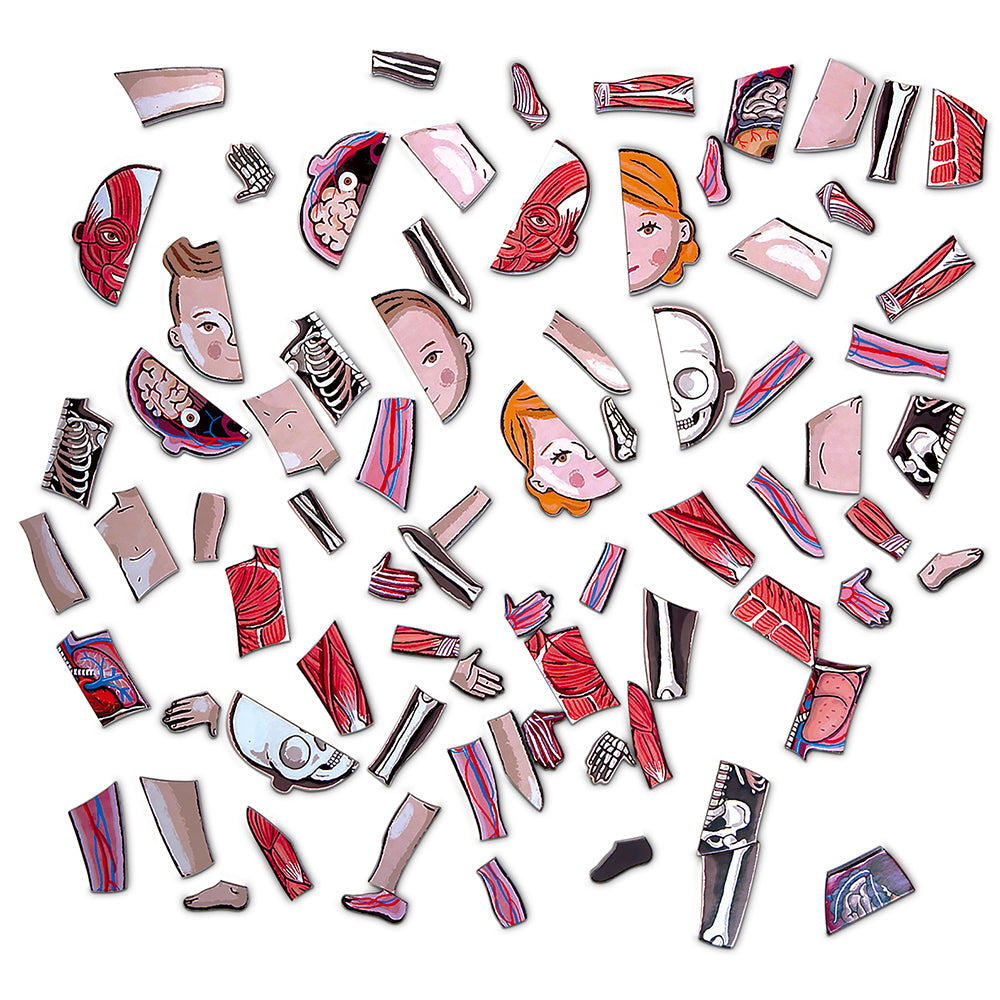 Janod Bodymagnet in 12 Languages