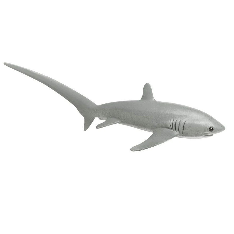 Safari Tresher Shark