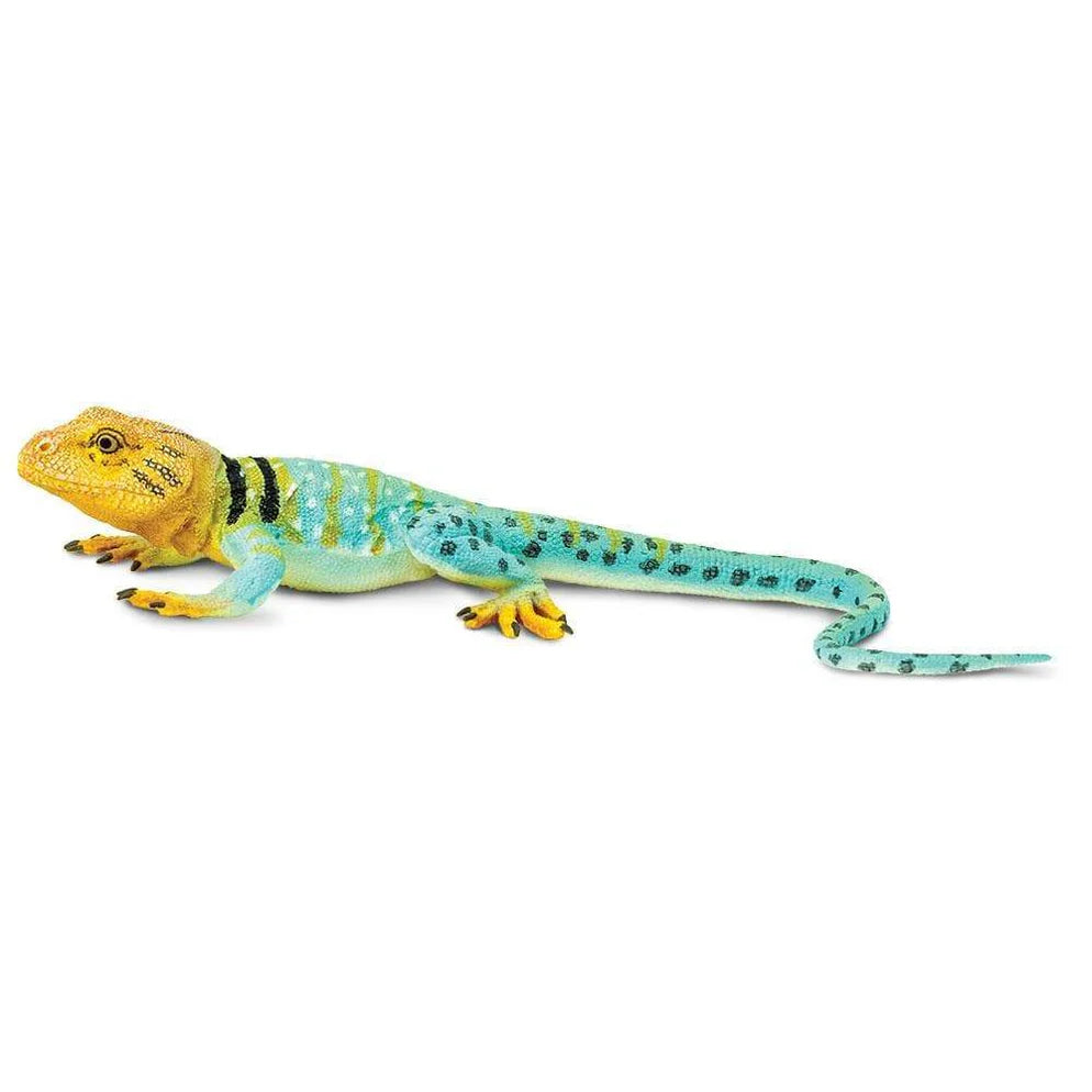 Safari Collared Lizard
