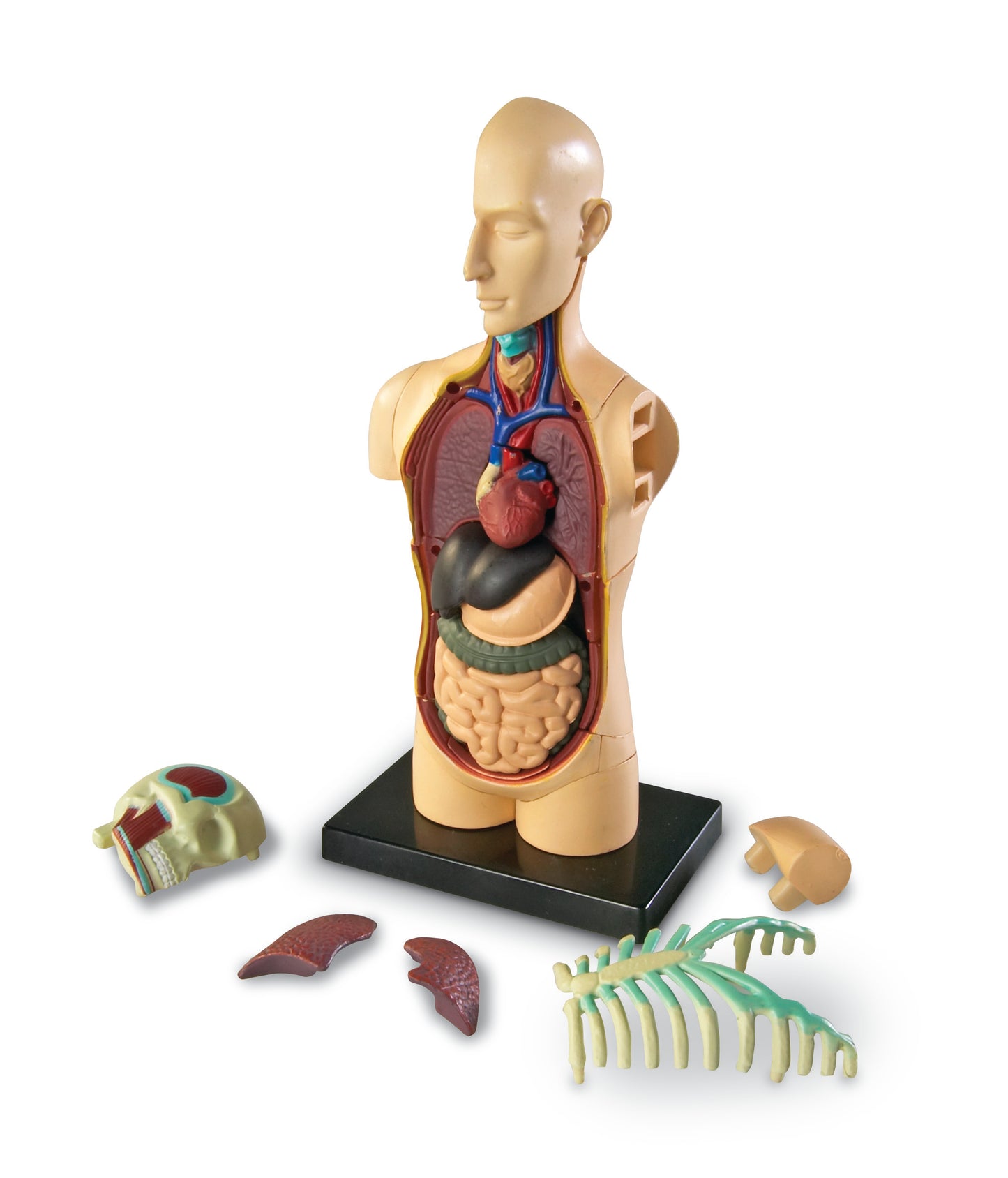 Learning Resources Human Body Anatomy Model