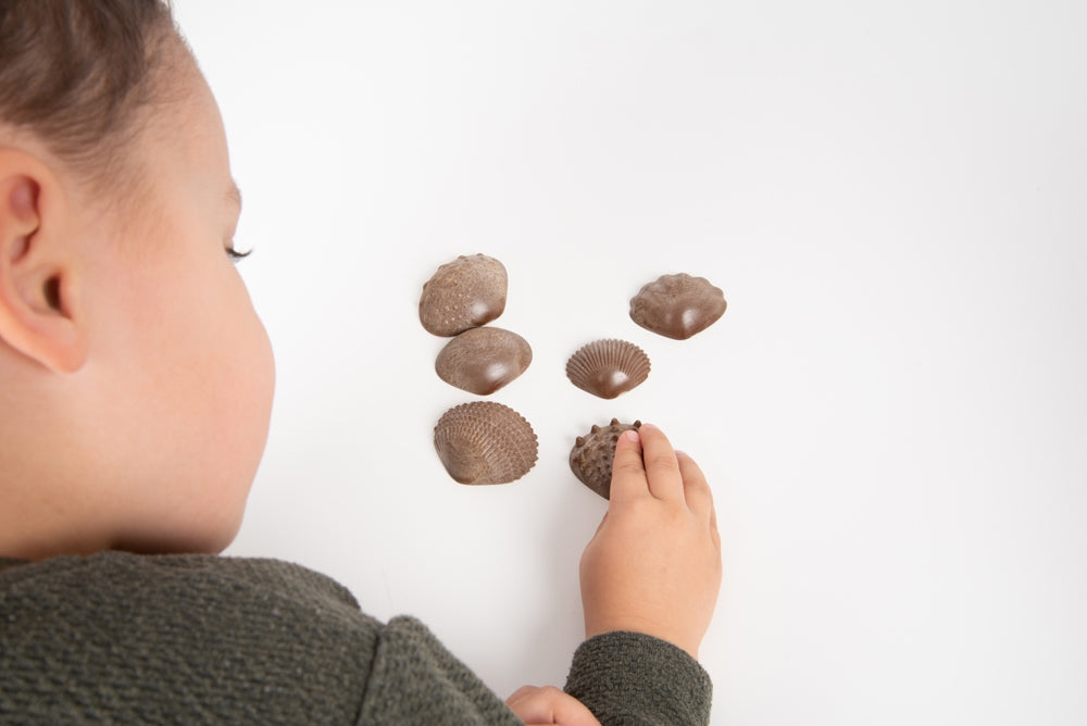 Edx Education Eco Friendly Tactile Shells