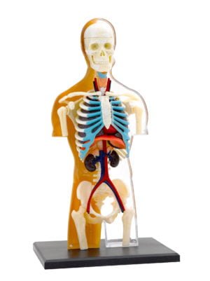 Thames & Kosmos Human Body Anatomy Model
