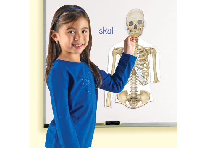 Learning Resources Double-Sided Magnetic Human Body