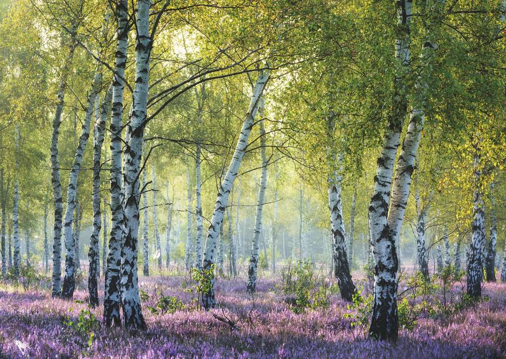 Ravensburger Birch Forest, 1000pc