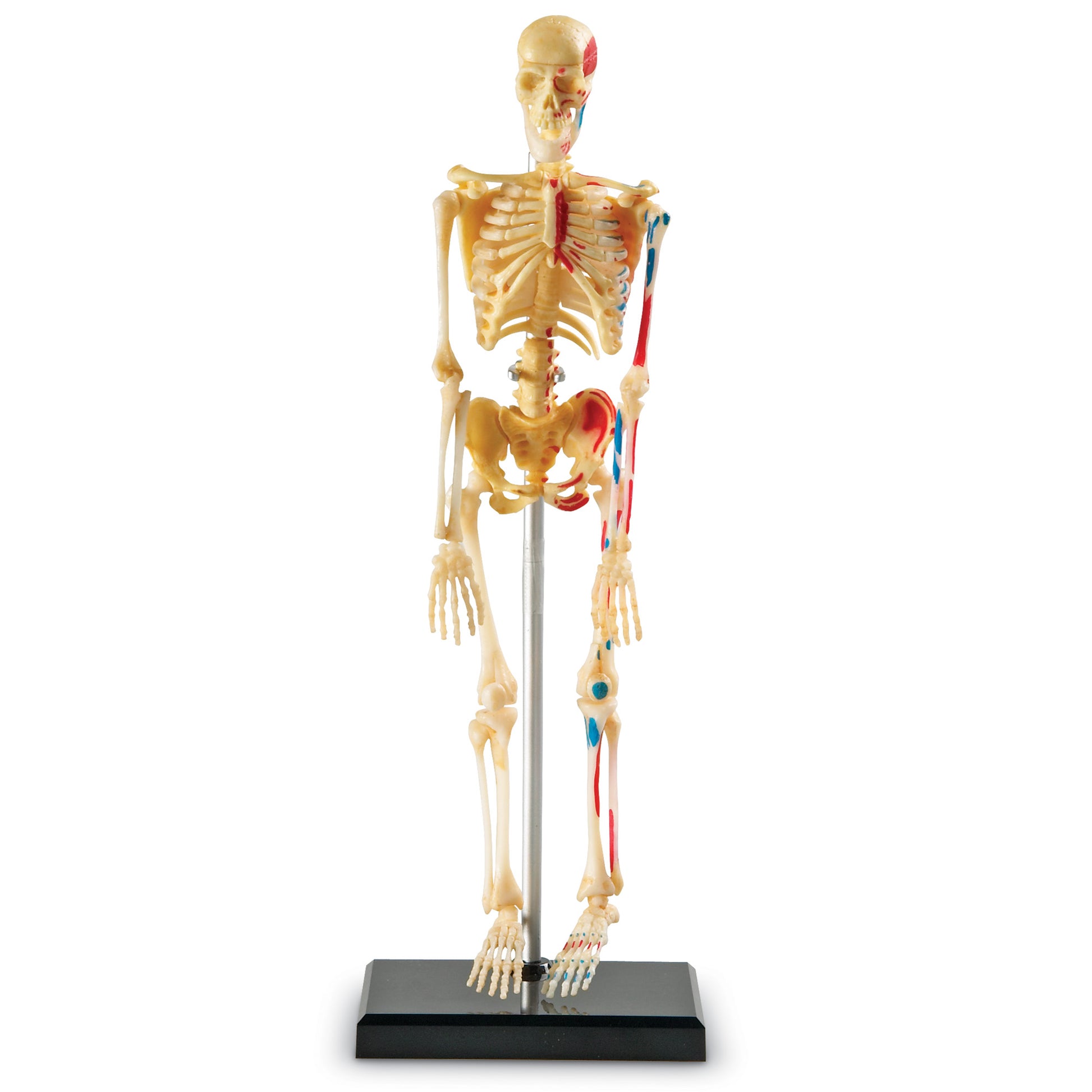 Learning Resources Skeleton Model