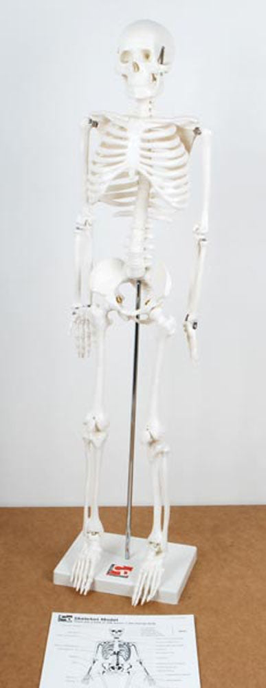 TickiT Half-Scale Skeleton