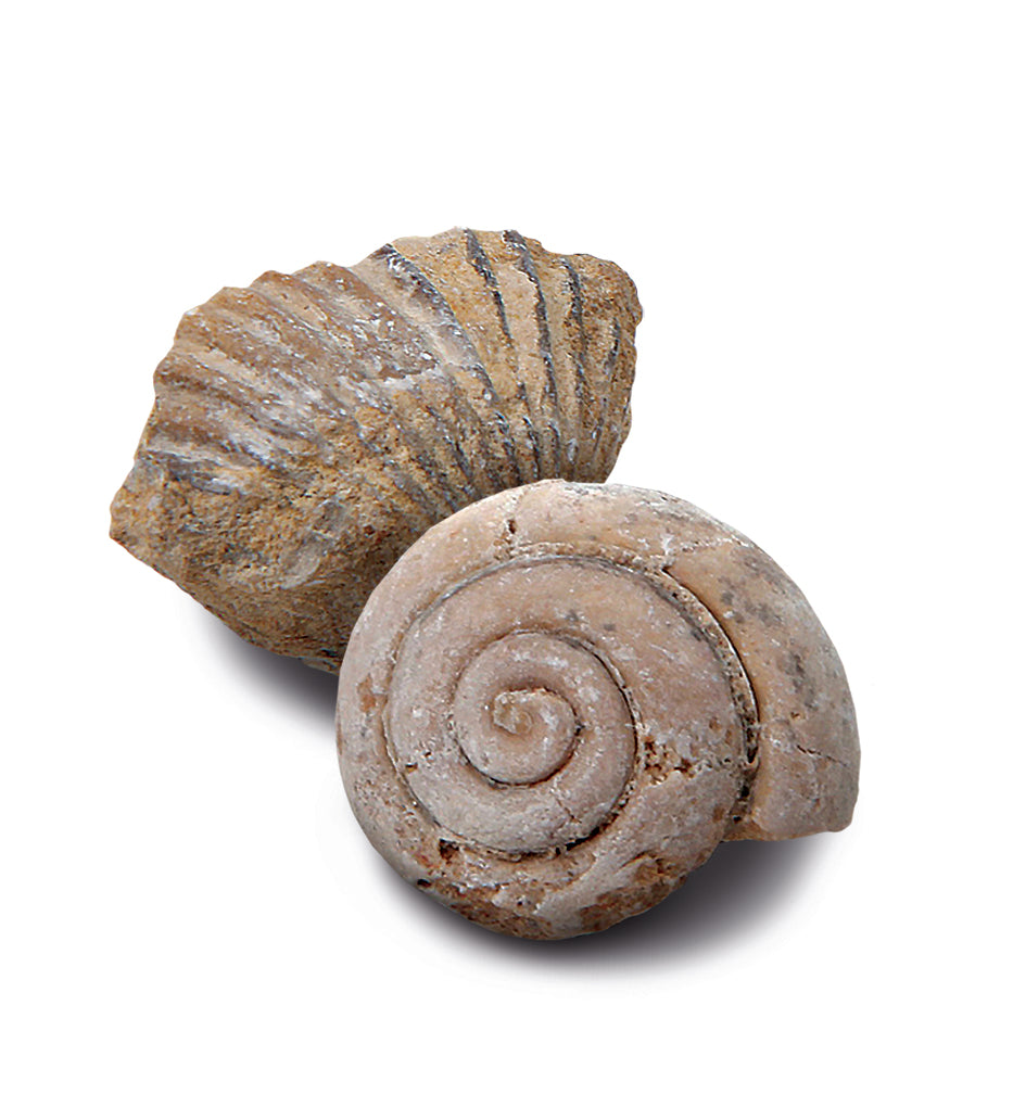 Discovery #MINDBLOWN Toy Excavation Kit Mini Fossil 2pc