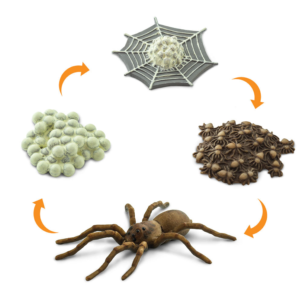 Safari Life Cycle of a Spider (4 Pieces)