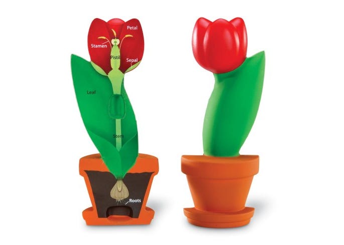 Learning Resources Cross-Section Flower Model