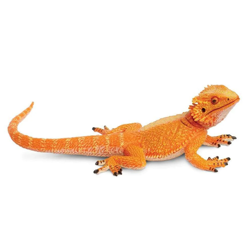 Safari Bearded Dragon