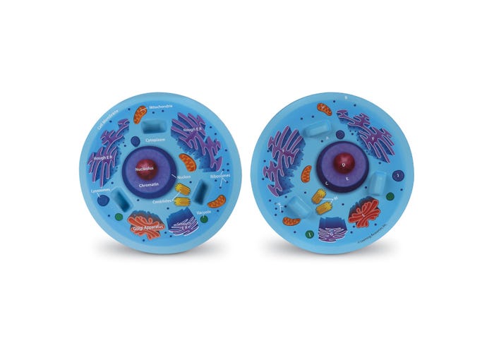 Learning Resources Cross-Section Animal Cell Model
