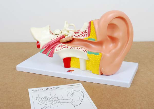 TickiT Human Ear